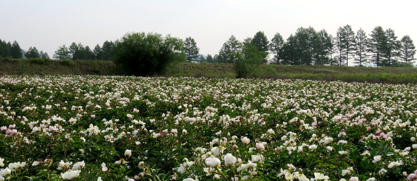 芍药