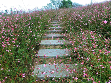 山桃草