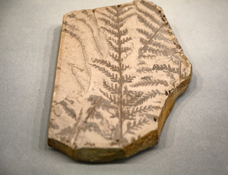 蕨类化石