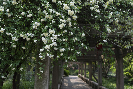 公园盛开的白木香花瀑布