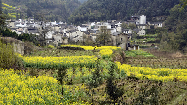 徽派建筑油菜花