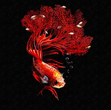 红水藻鱼