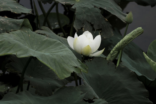 荷花