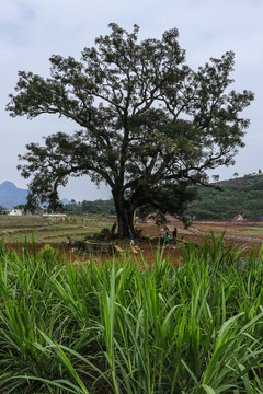 黑尔风光