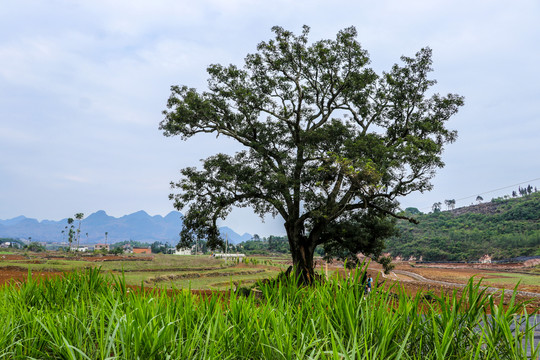 黑尔风光