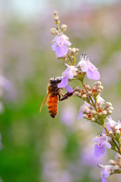 蜜蜂采荆花蜜