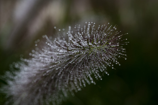 狗尾巴草