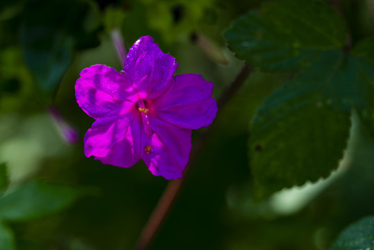 紫茉莉