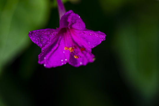 紫茉莉