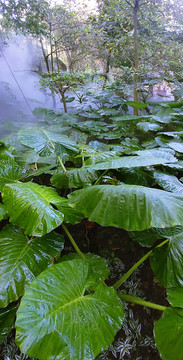 热带雨林美景