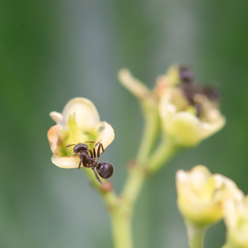 花朵上的昆虫蚂蚁
