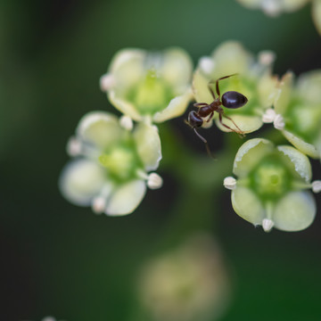 花朵上的蚂蚁昆虫