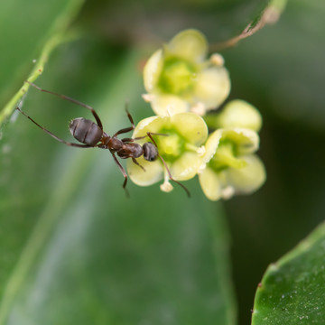 花朵上的蚂蚁昆虫