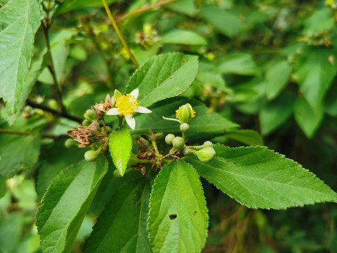 破布叶花