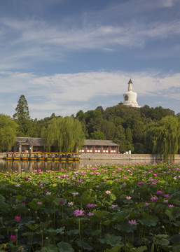 北京北海公园夏季盛开的荷花