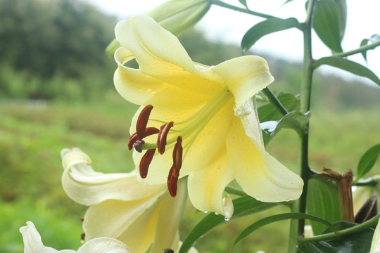 雨中的百合花