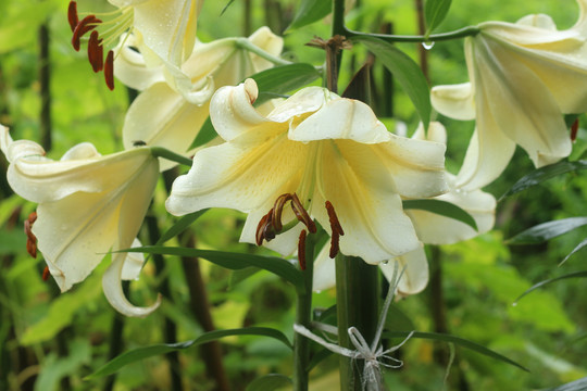 雨中的百合花