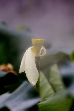雨荷