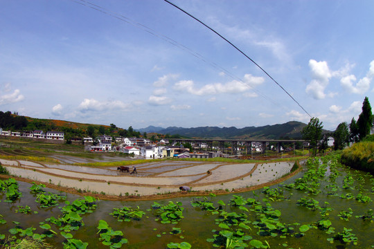 中峰贡米基地BF