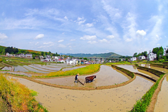 中峰贡米基地DB