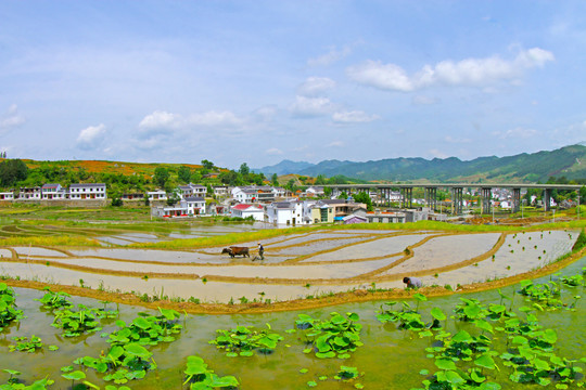 中峰贡米基地BI