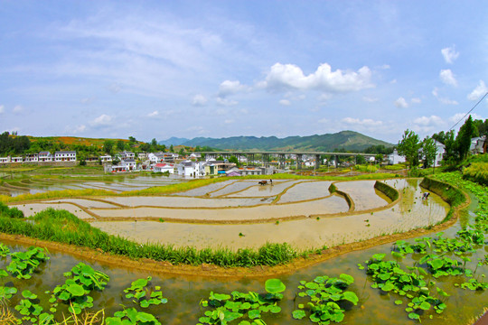 中峰贡米基地BM
