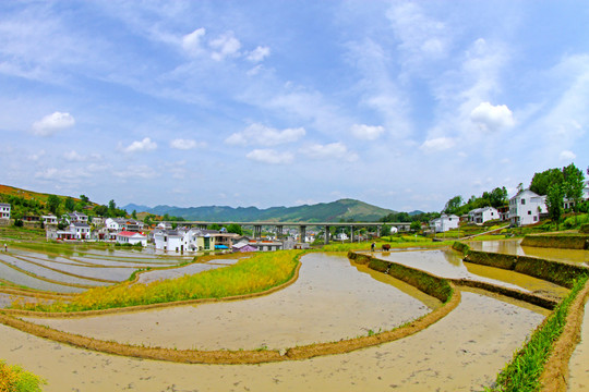 中峰贡米基地DI