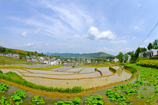 中峰贡米基地BS