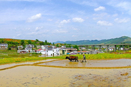 中峰贡米基地DM