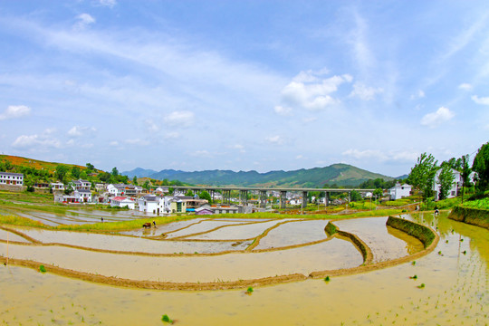 中峰贡米基地CJ