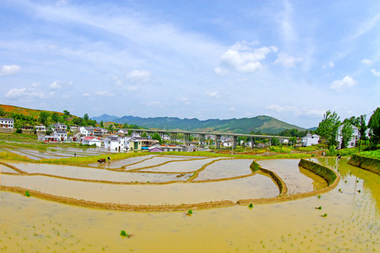 中峰贡米基地CK