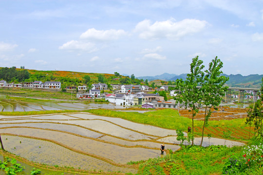 中峰贡米基地EA