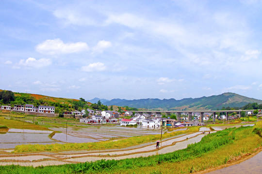 中峰贡米基地EC