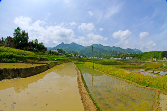 中峰贡米基地CP