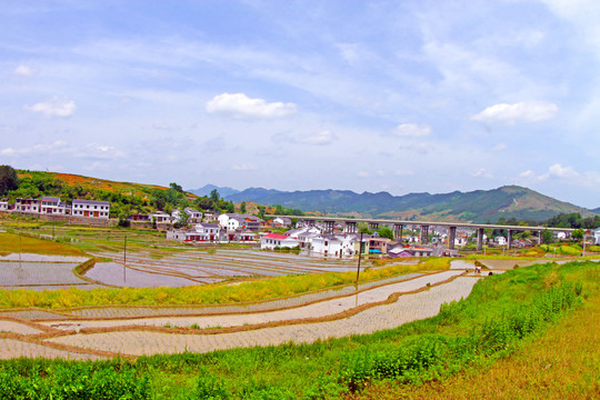 中峰贡米基地ED