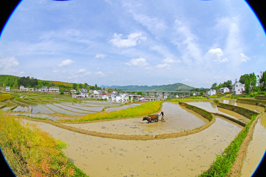 中峰贡米基地CQ
