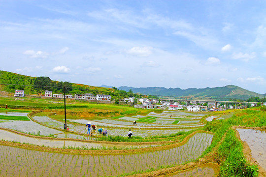 中峰贡米基地EF
