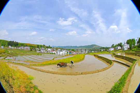 中峰贡米基地CS