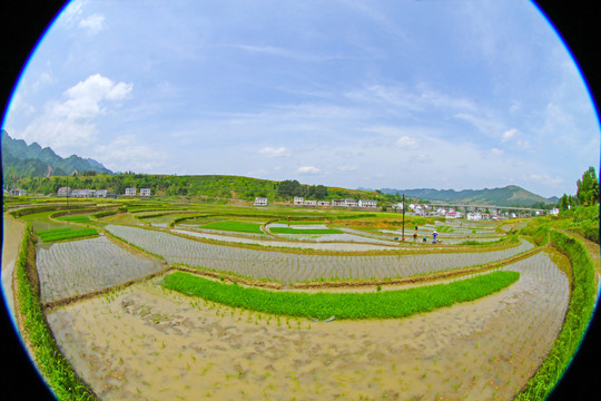 中峰贡米基地EG