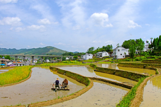 中峰贡米基地CU