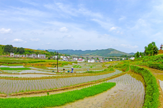 中峰贡米基地EH