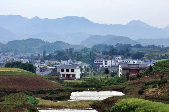 中峰贡米基地F