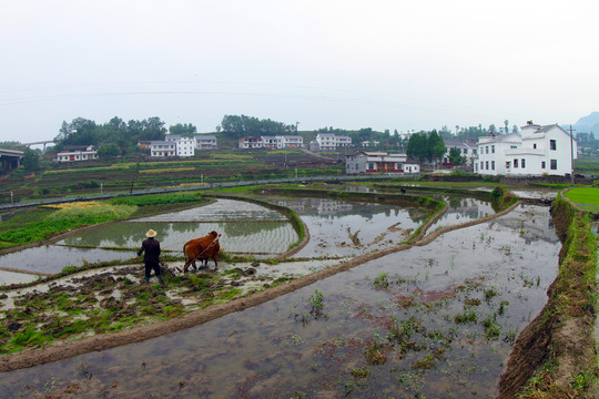 中峰贡米基地FA