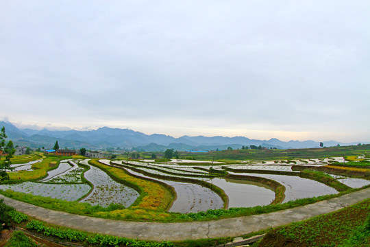 中峰贡米基地FJ
