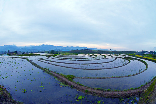 中峰贡米基地FL