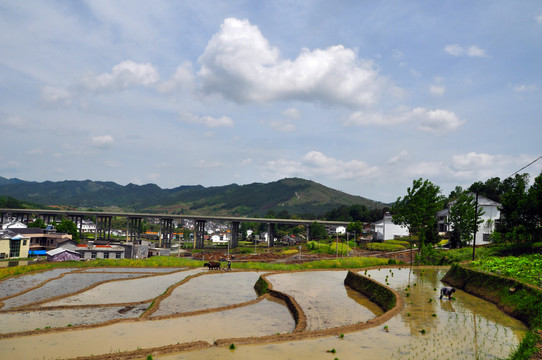 中峰贡米基地O