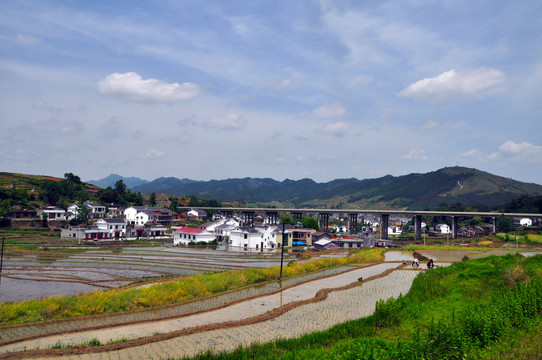 中峰贡米基地Q