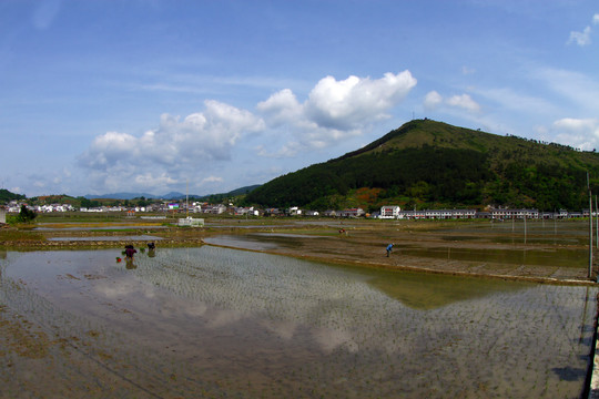 中峰贡米基地T