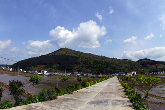 中峰贡米基地Y