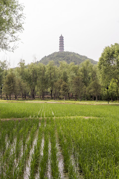 京西水稻